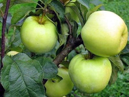 антоновка яблоки польза