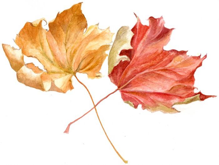 как нарисовать осенние листья поэтапно