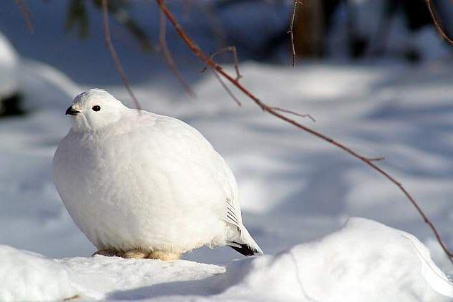 какие птицы зимуют