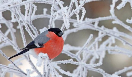 зимующие птицы названия и фото