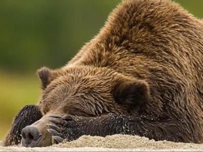 Почему медведь впадает в спячку