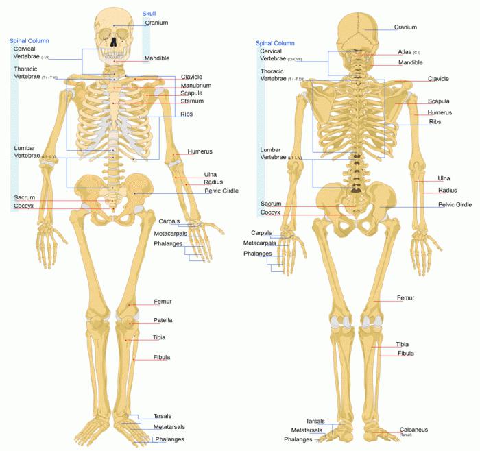 Химический состав и строение костей