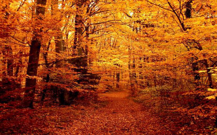 лес осенью твардовский