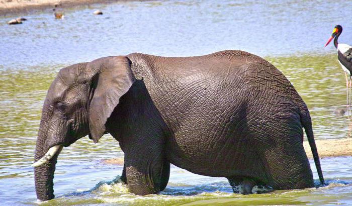 Сколько весит африканский слон в тоннах