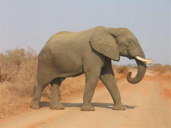 сколько весят африканские слоны в кг