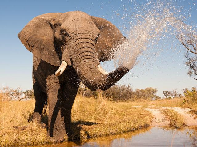 Сколько весит африканский слон