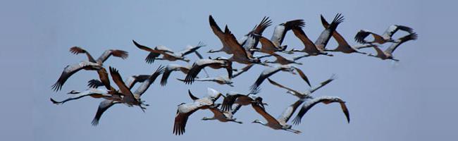 сезонные миграции птиц