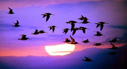 причины миграции птиц