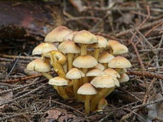 грибы опята ложные фото 