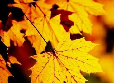 Золотая осень Левитан картина