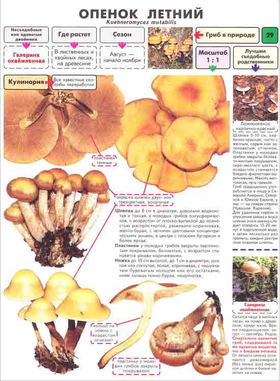 Опёнок летний, где растёт, когда, описание, фото и картинки гриба