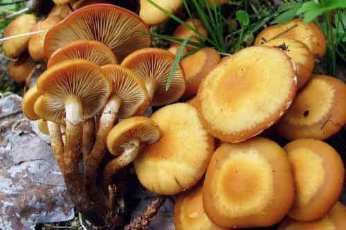 Фото, где наиболее видны характерные особенности грибов опят летних