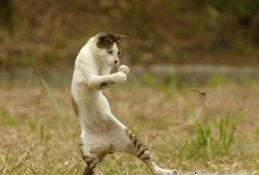 Коты смешные картинки Коты смешные картинки