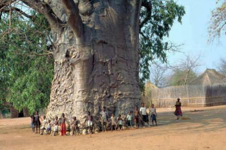 долгожители среди деревьев