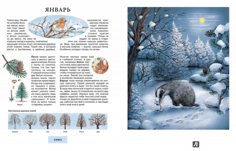 Иллюстрация 1 из 5 для Год в лесу - Сюзанна Риха | Лабиринт - книги. Источник: Лабиринт