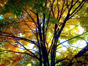 осень листва небо