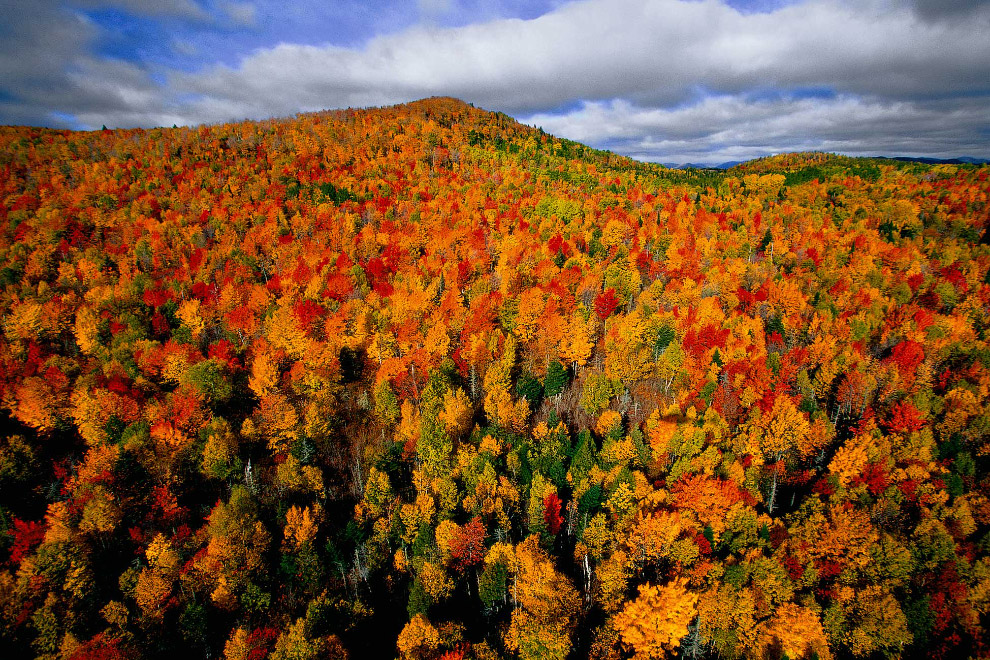 Осенний лес в Канаде