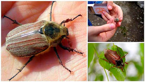 Стихи про насекомых для детей: жук