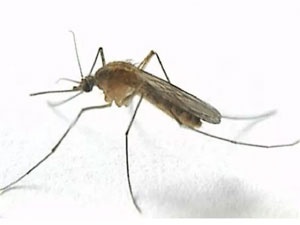 Стихи про насекомых для детей: комар