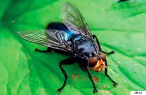 детские стихи про насекомых: муха
