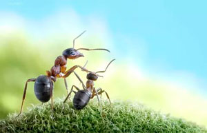 детские стихи про насекомых: муравей