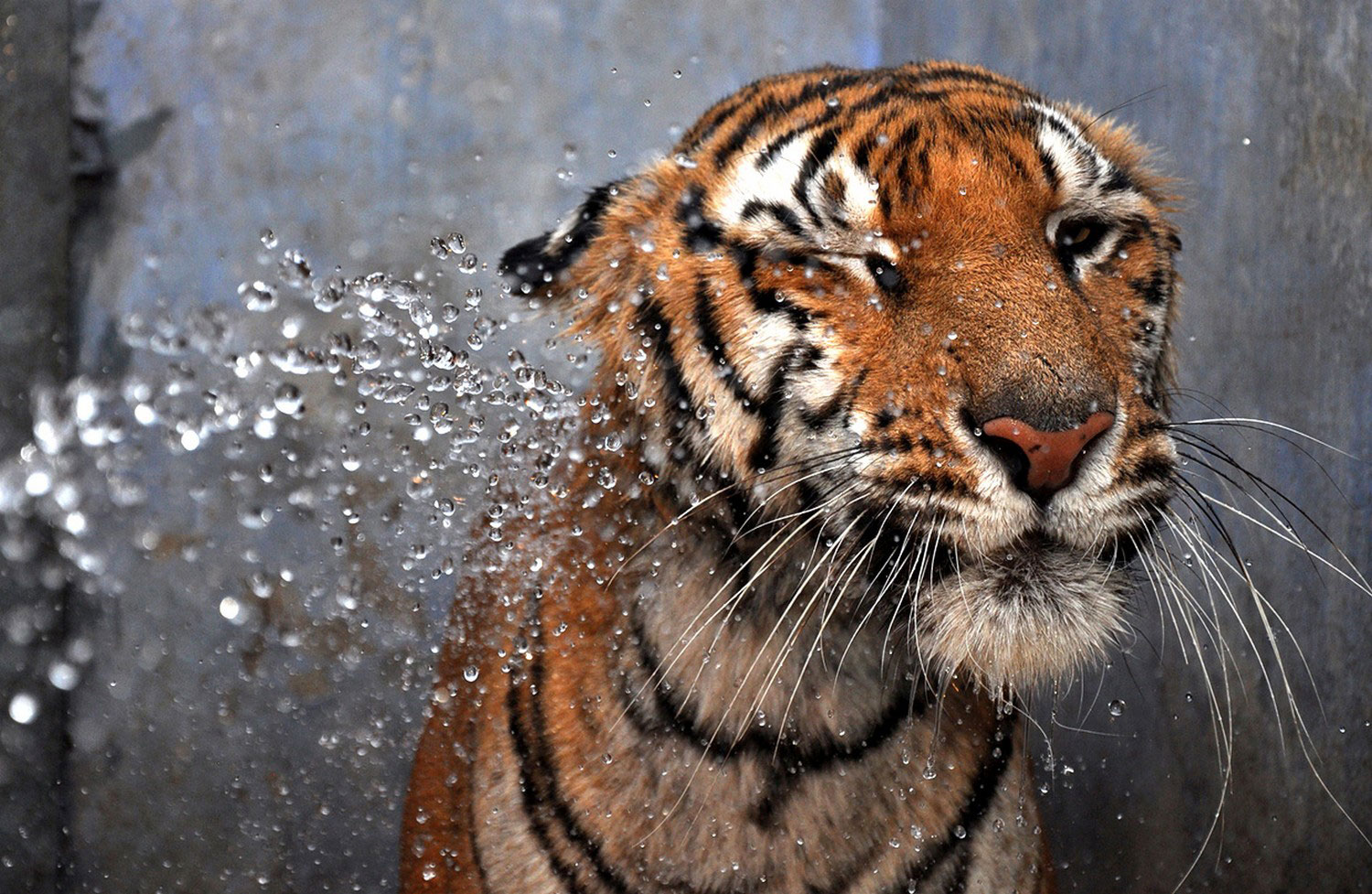 Бенгальского тигра поливают из шланга, фото летнего пейзажа