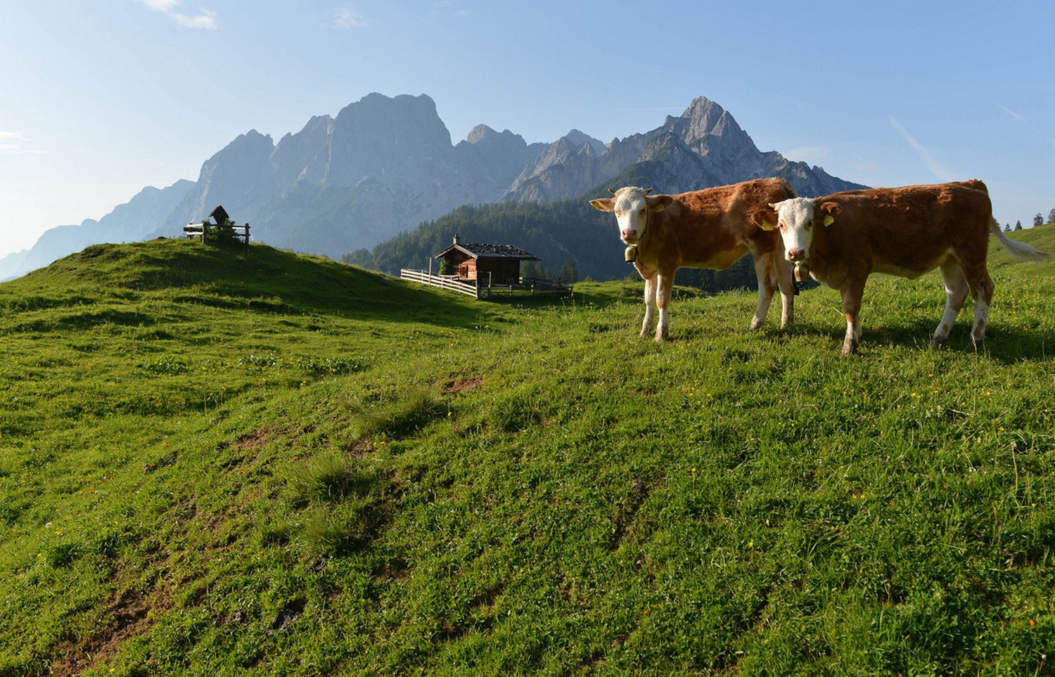 коровы на пастбище, фото летнего пейзажа