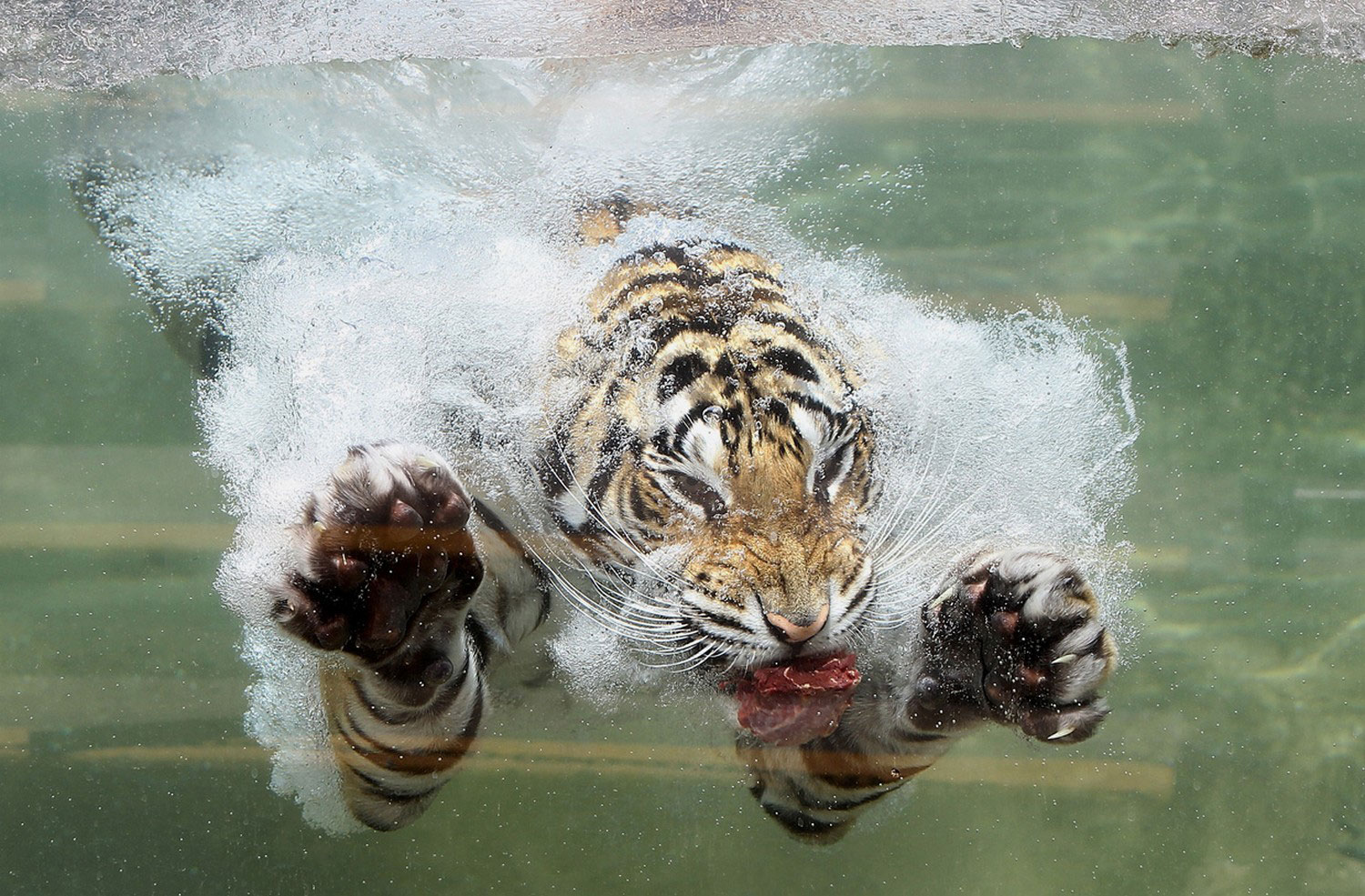 Бенгальский тигр ныряет в воду, фото летнего пейзажа