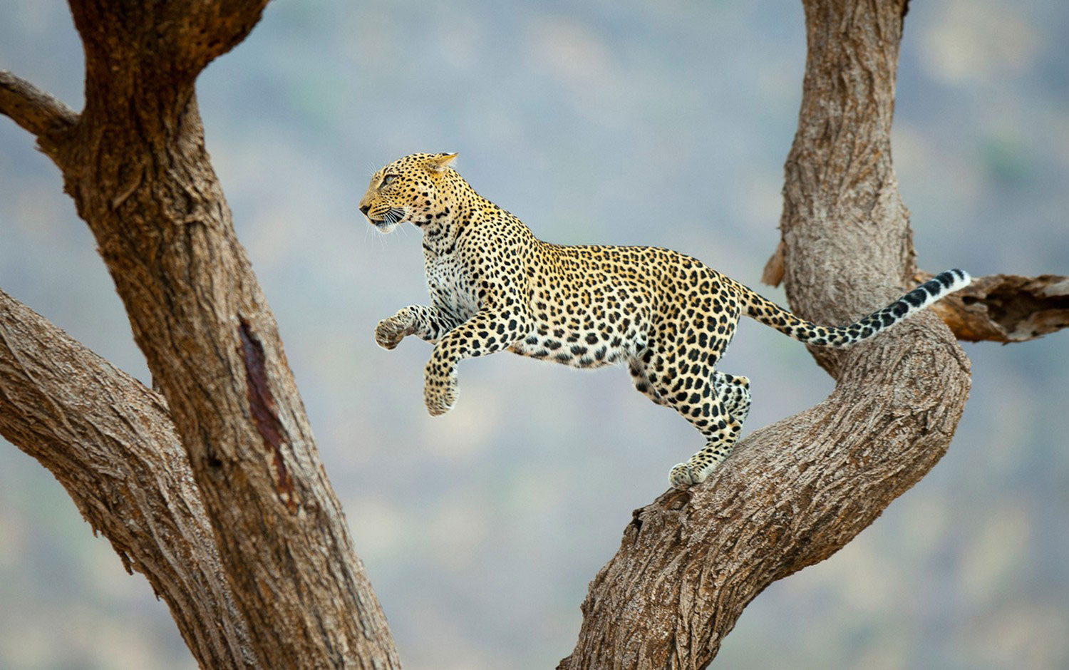 Леопард в заповеднике, фото летнее