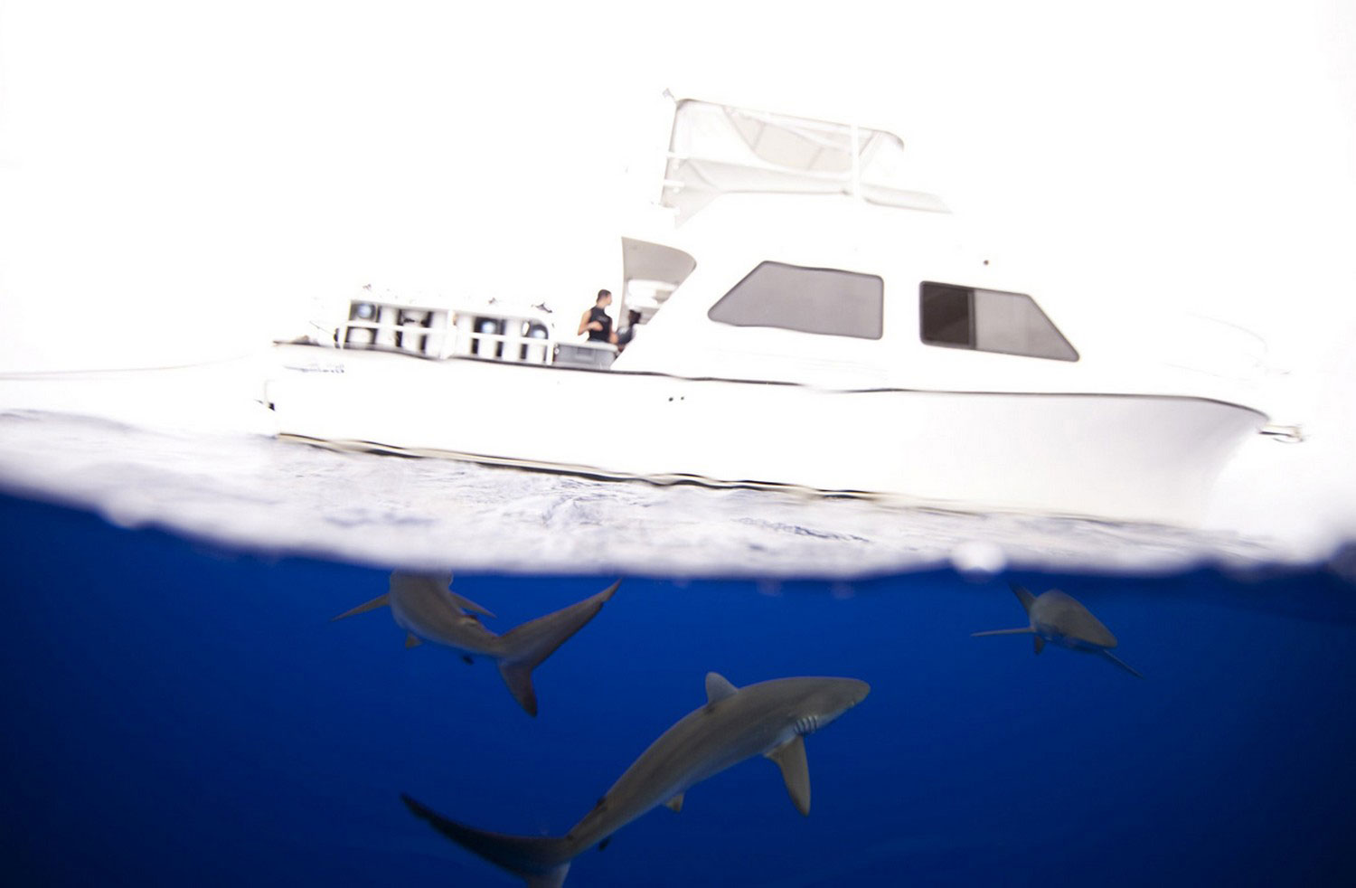 на Багамах с акулами, фото