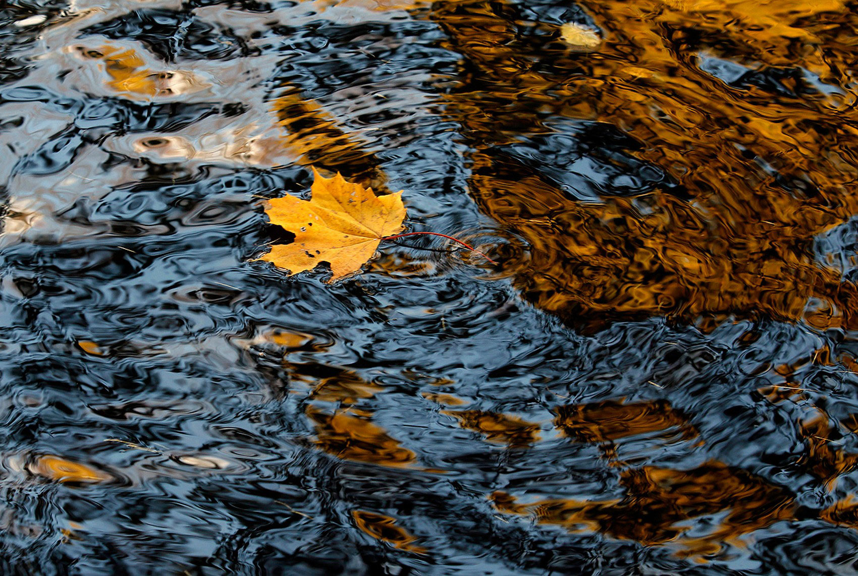 Кленовый лист в воде, фото