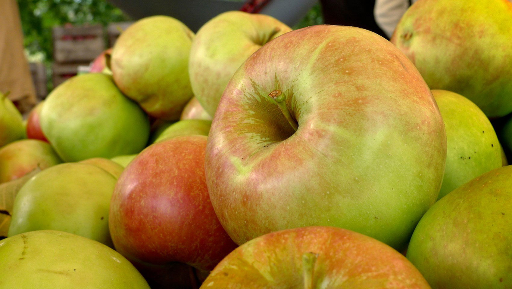 Осенний урожай яблок, фото