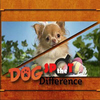 Игра Собаки: найди отличия онлайн