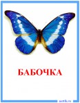 nasekomie_babochka