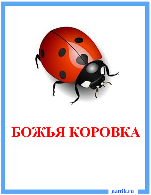 nasekomie_bogya_korovka