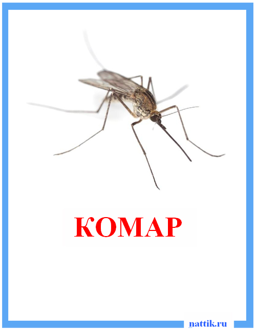 nasekomie_komar