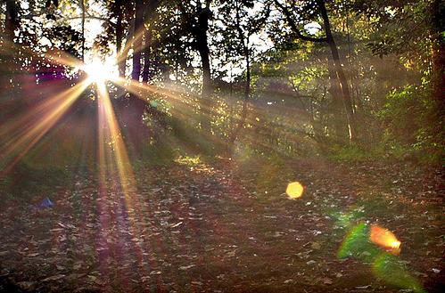Лучик солнца в лесу