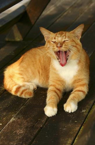 Про кота - про зевающего, рыжего и наглого