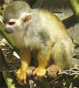 primaty