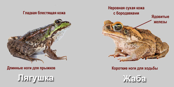 Сходства и различия жабы и лягушки 2 класс окружающий мир