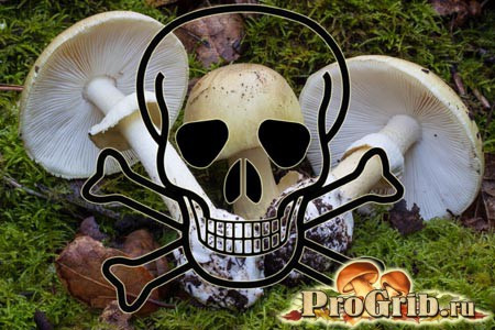 Ядовитый гриб бледная поганка