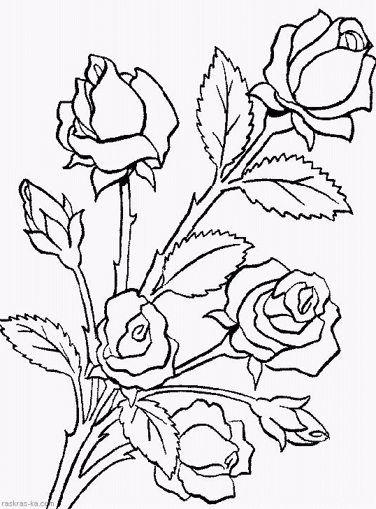 Раскраски цветы. Распечатать розы бесплатно