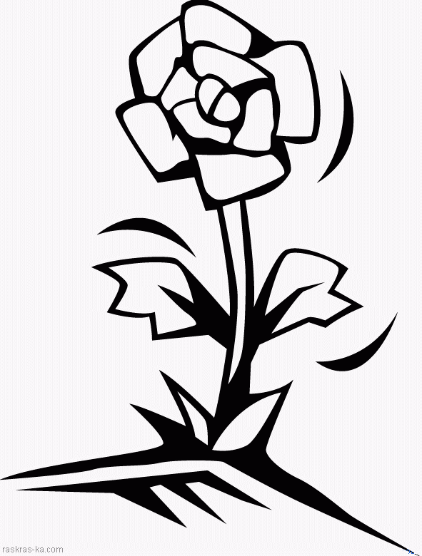 Раскраска цветок розы. Скачать и распечатать