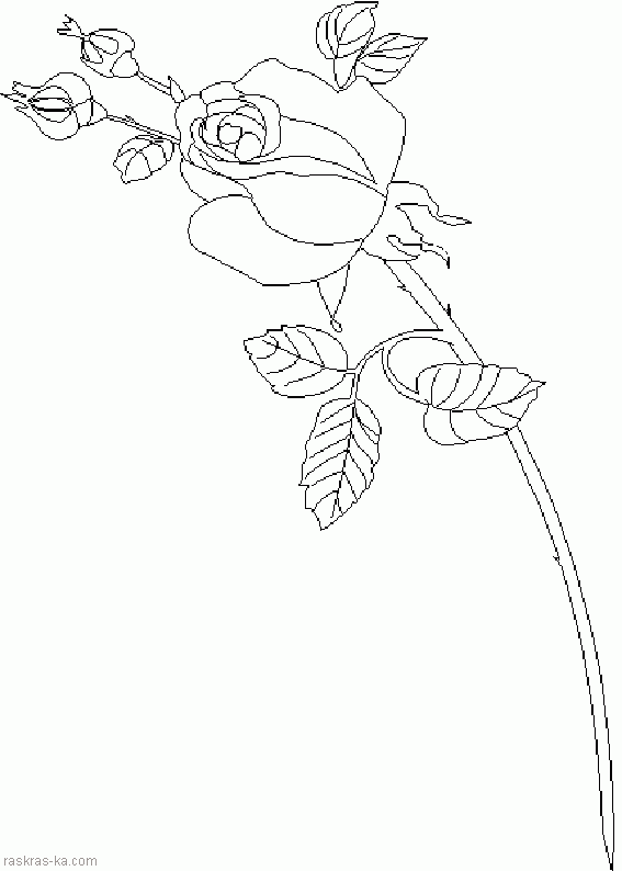 Цветок роза. Раскраска для детей