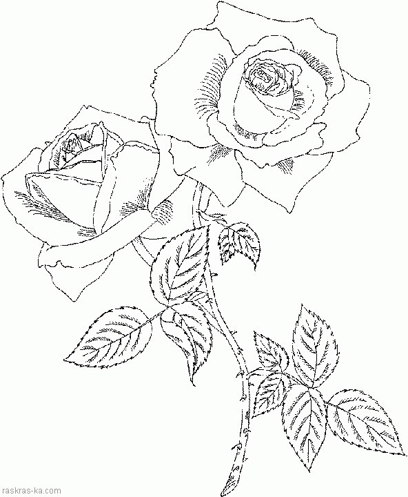 Раскраска красивые цветы. Розы