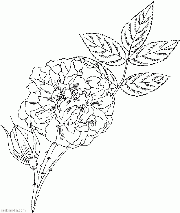 Раскраски цветы печать - Роза