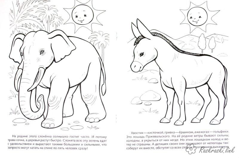 Раскраски ослик раскраски для детей, путешествия, азия, раскраски животные, животные, слон, осел