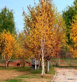 Желтые деревья