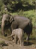 Размножение индийского слона