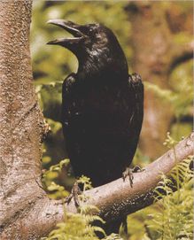 Ворон чёрный птица фото